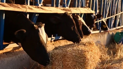 Cows eat hay bale Видео 111781141