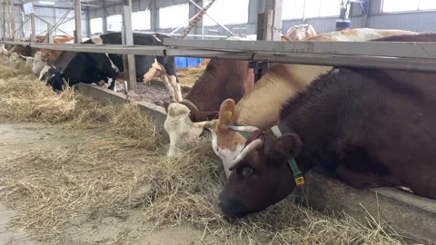 Cows eat hay in the barn. Lots of cows in the barn. Large modern farm.  Stock Footage 225712643