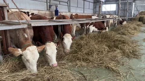 Cows eat hay in the barn. Lots of cows in the barn. Large modern farm. Stock Footage 225713599