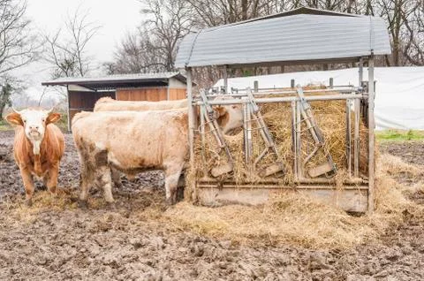 Cows eat the Hay in the barn Foto stock