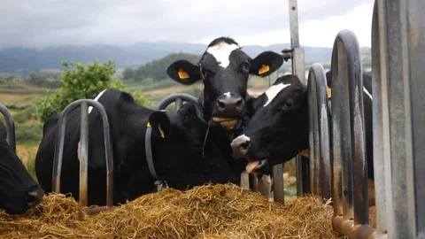 Cows eat hay on a field close up Stock Footage 104595623