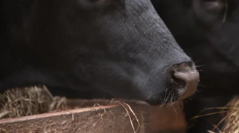 Cows eat hay Stock Footage 49071718