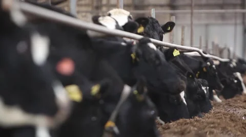 Cows eat hay Stock Footage 49159660