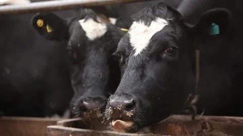 Cows eat hay Stock Footage 49159702