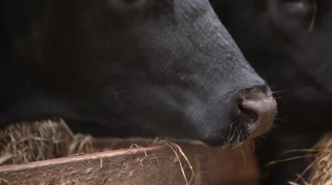 Cows eat hay Stock Footage 49159703