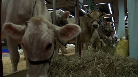 Cows eat hay Stock Footage 72561820