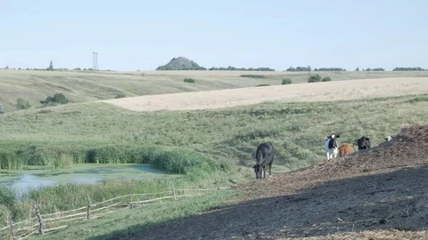 Cows eat hay in a meadow Stock Footage 79008587