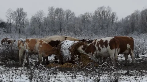 Cows eat hay from roll bale on pasture Stock Footage 300684475