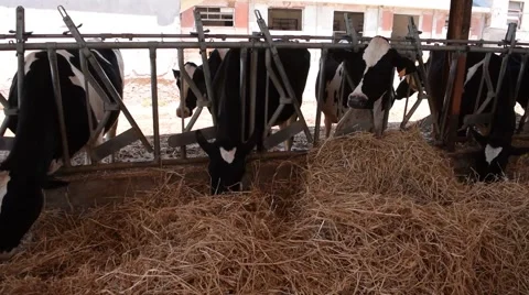 Cows eat hay.mp4 Stock Footage 64704529
