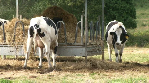 Cows eat in the manger Video stock 295012