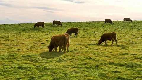 Cows eat in pasture at sunset Video stock 81713201