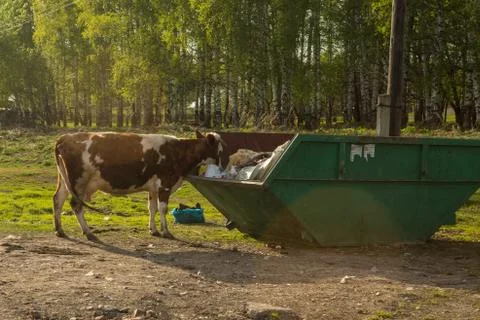 Cows eat plastic garbage in the trash can Stock Photos