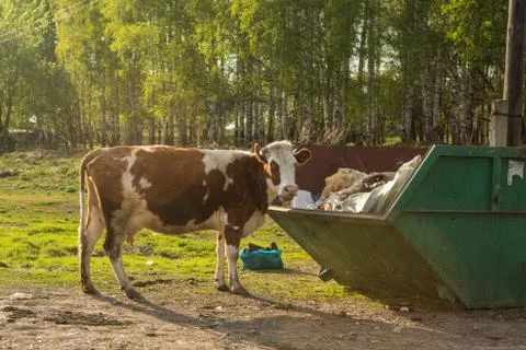 Cows eat plastic garbage in the trash can Stock Photos