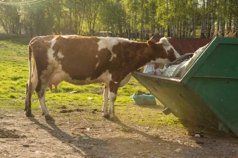 Cows eat plastic garbage in the trash can Stock Photos