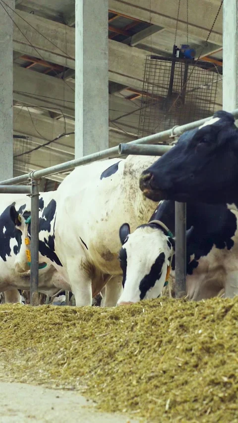 Cows eat silage. Feeding cattle on a farm cowshed. Black and white dairy cows in Stock Footage 320409587