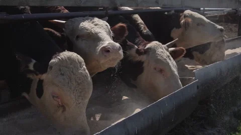 Cows eat silage at a large dairy farm, milk production Stock Footage 259611681