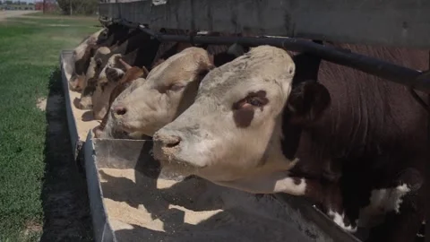 Cows eat silage at a large dairy farm, milk production Stock Footage 263963202