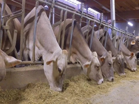 Cows eat in the stable Stock Footage 75190916