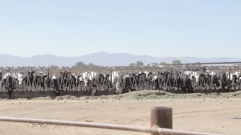 Cows eating 3 Stock Footage 79024261