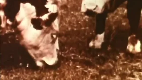 Cows eating and pasturing on meadow Video stock 288966489