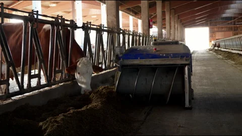 Cows Eating with Automatic Feeding Machine – Modern Farming in 4K Stock Footage 305192710