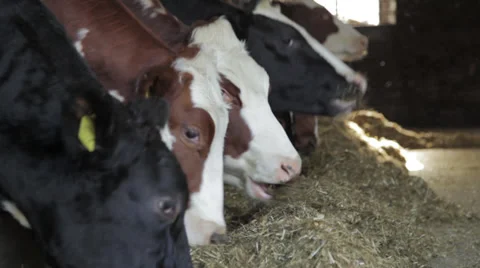Cows eating in barn Stock Footage 39431453