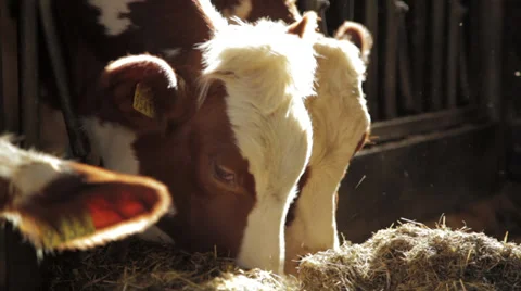 Cows eating in barn 스톡 동영상 39431468