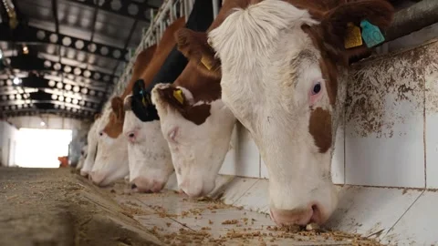Cows eating in barn Stock Footage 294129544