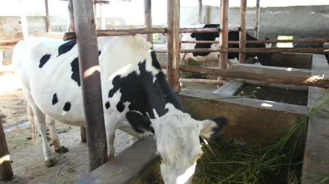 Cows eating in cement trough pull out Vídeos de archivo 54708394