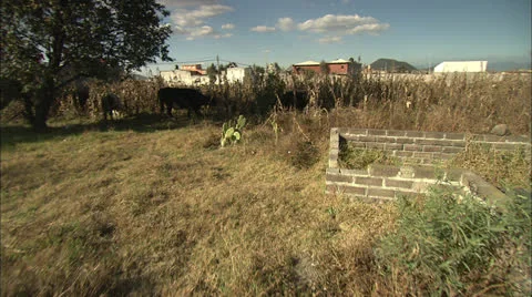 Cows Eating Corn Stalks in Empty Lot, POV and CU Broll HD Video Video stock 22774790