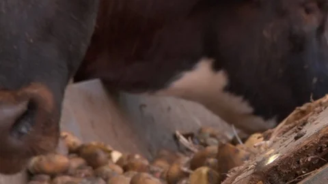 Cows Eating In Cowshed Stock Footage 109050615