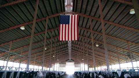 Cows eating at dairy farm Stock Footage 307958293