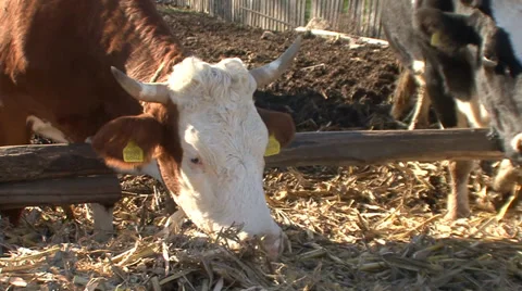 Cows eating dried corn stalks Vídeo Stock 35702160