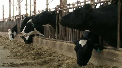 Cows eating at farm. Stock Footage 20508977