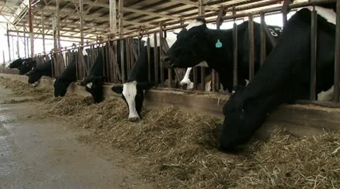 Cows eating at farm Vídeo Stock 20508981