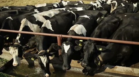 Cows Eating At Farm Video stock 60073093