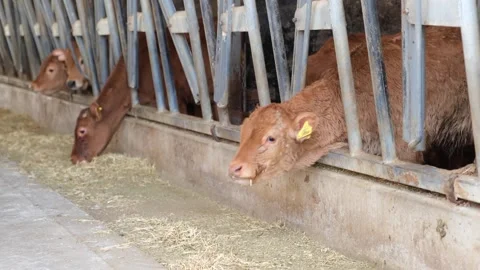 Cows eating feed in barn Stock Footage 294000336