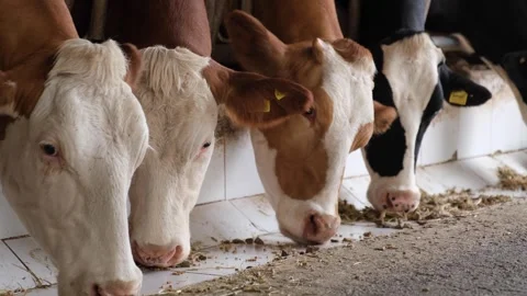 Cows eating feed in barn Stock Footage 294129293