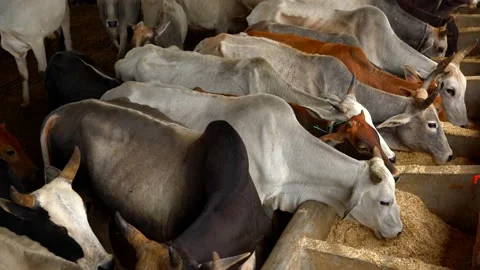 Cows eating feed. Cows eating hay and forage in the barn. Dairy farm. Stock Footage 212015455