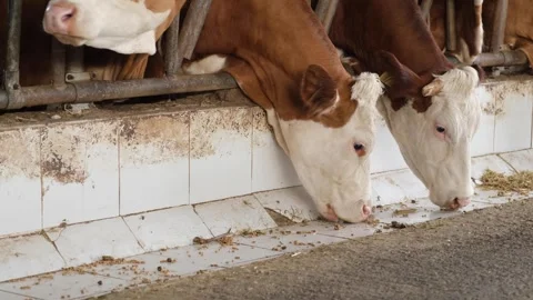 Cows eating feed on a farm Stock Footage 294129401