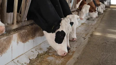 Cows eating feed on a farm Stock Footage 294129427