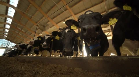 Cows eating from the feeder 4K Stock Footage 57308955