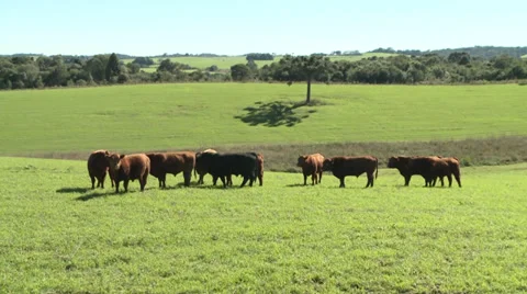Cows eating in the field 06 Video stock 39257695