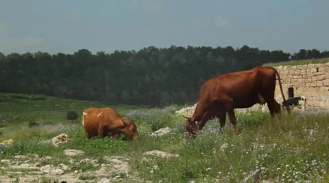 Cows eating in the Field Stock Footage