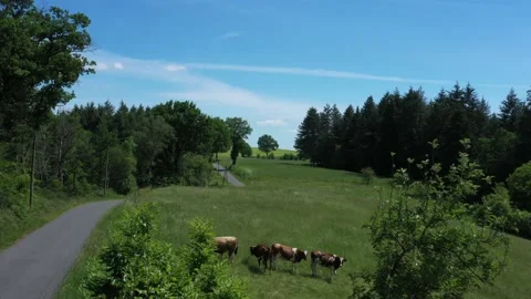 Cows eating in a field Video stock 144656585