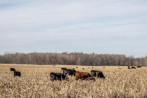 Cows eating in field Stock Photos