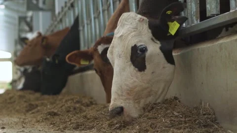 Cows eating fodder in the barn Stock Footage 252459013
