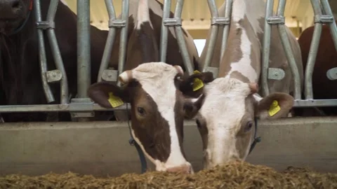 Cows eating fodder in the barn. panorama Video stock 251648782