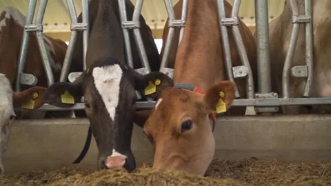 Cows eating fodder in the barn. panorama Stock Footage 252459005