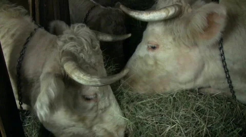 Cows eating 스톡 동영상 352004